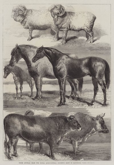 Animales premiados del Show de la Sociedad Agrícola Real en Battersea Park de Harrison William Weir